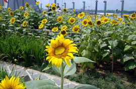 singapore changi sunflower garden