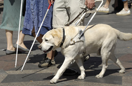 seeing eye dog