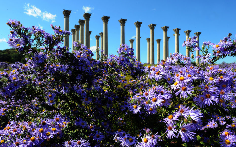 U.S. National Arboretum in Washington D.C.