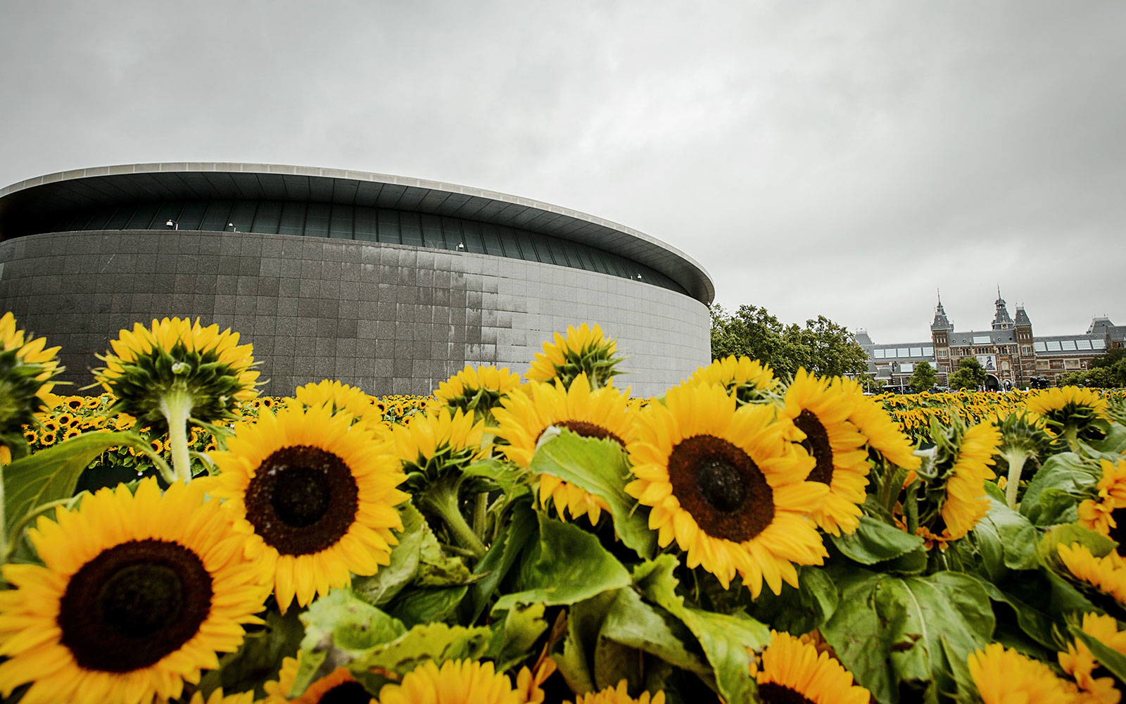 Van Gogh Sunflower Maze