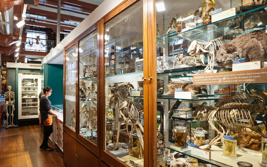 CWM1DH England, London, University College London, The Grant Museum of Zoology, Specimen Display Cases