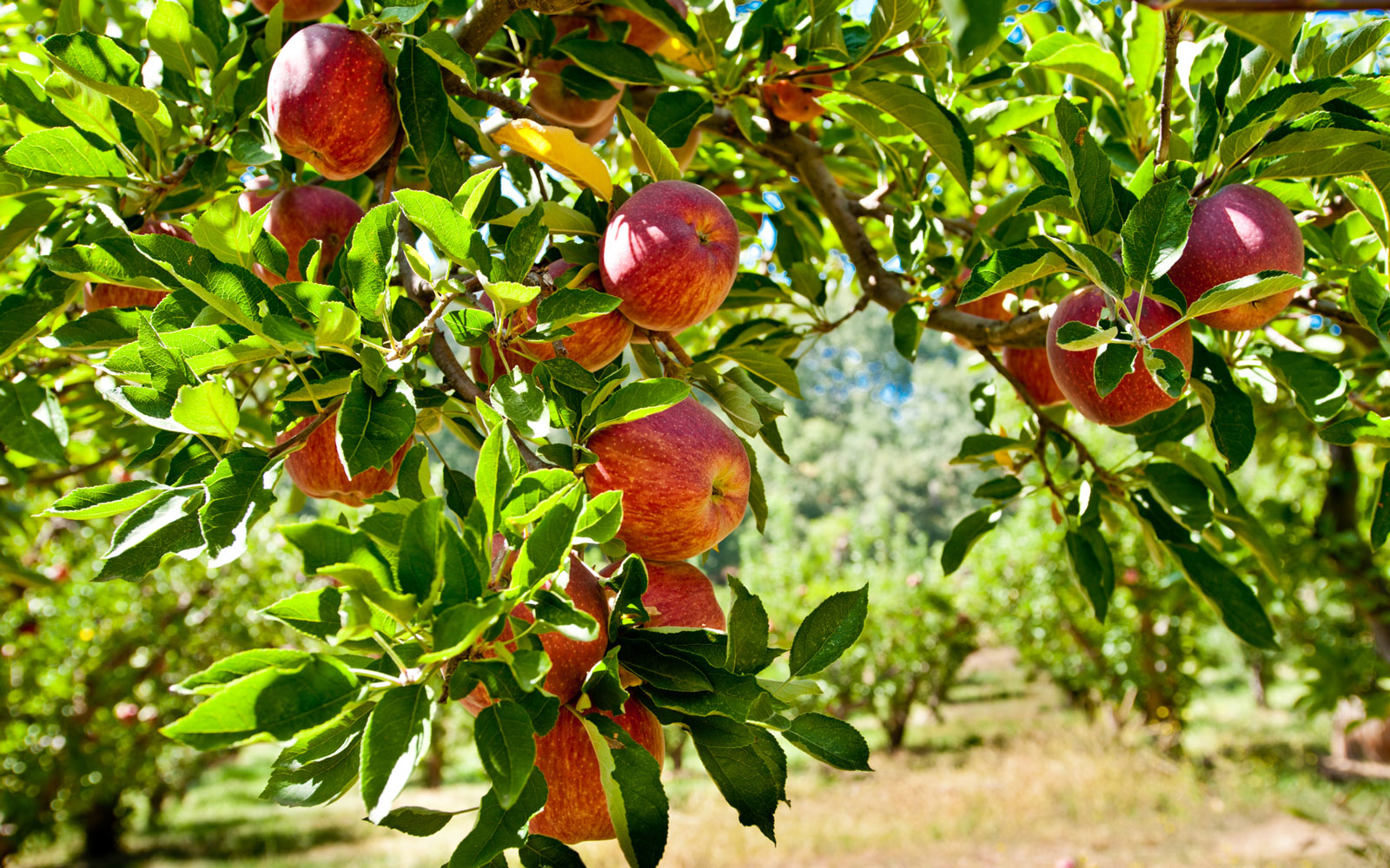 apple picking california LA