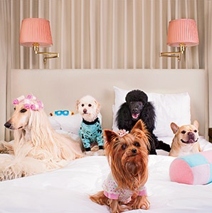 Dog-Friendly Hotels