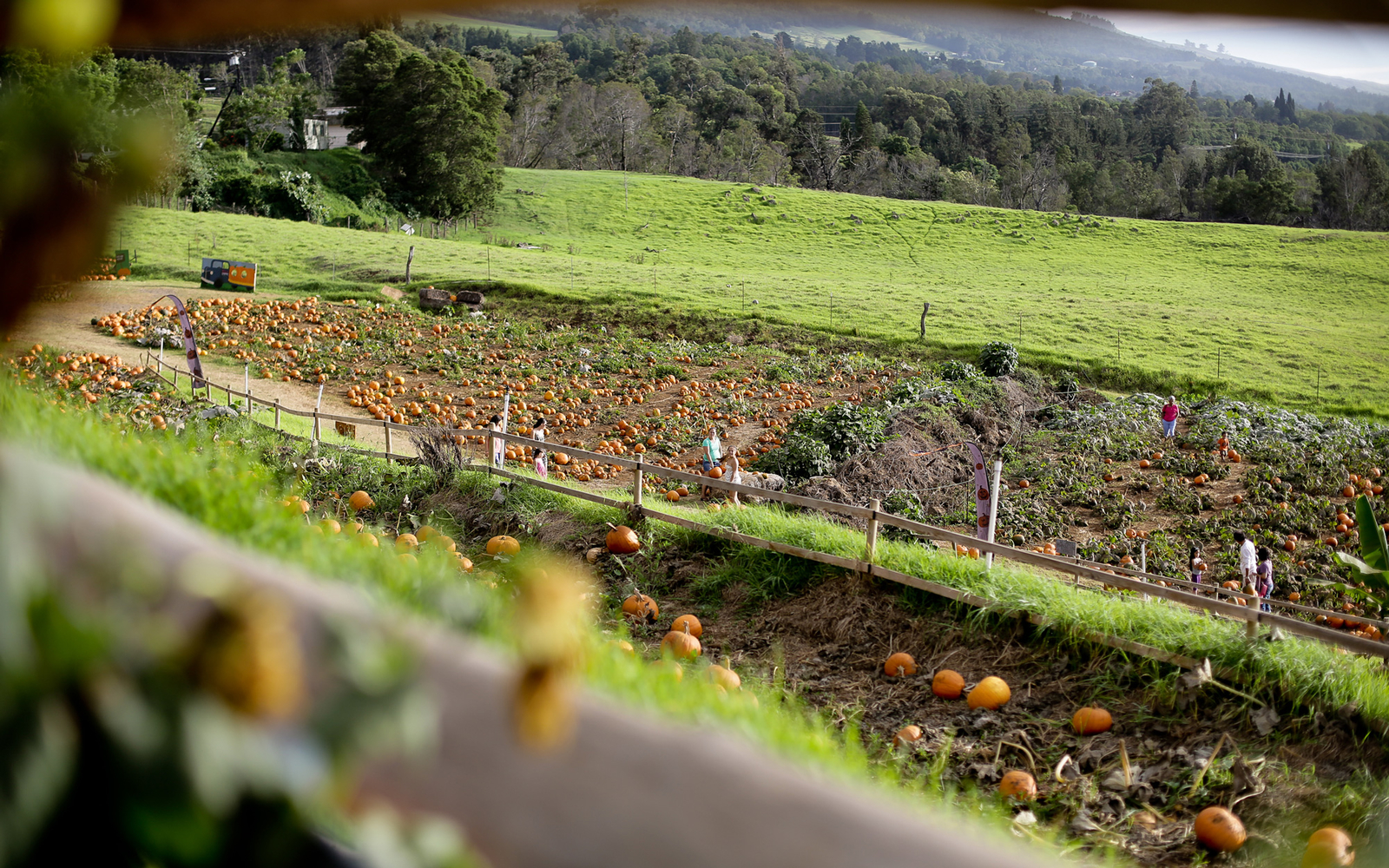 Pumpkin Farm Hawaii