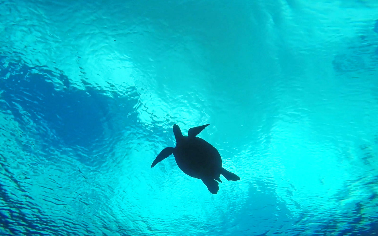 A Guide to Snorkeling With Turtles in Maui