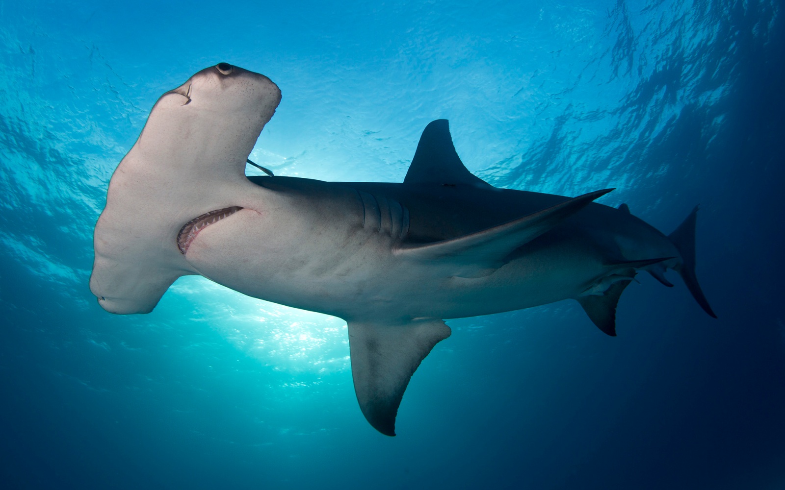 Miami Underwater festival