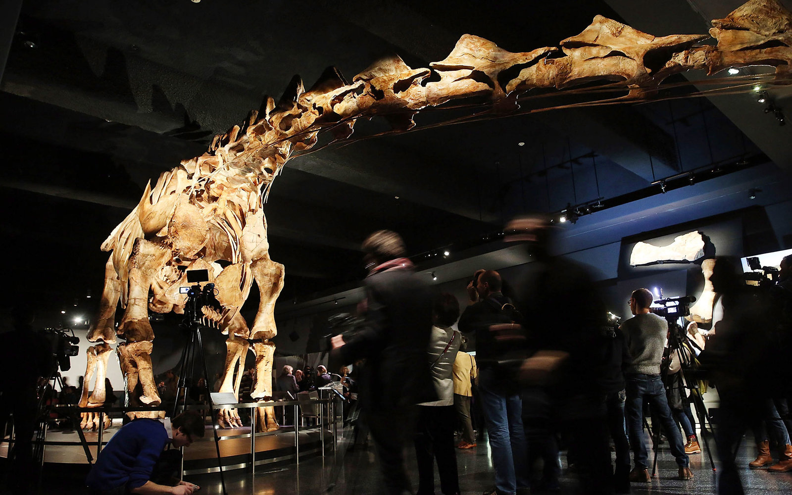 NEW YORK, NY - JANUARY 14:  A replica
of one of the largest dinosaurs ever discovered is unveiled at the American Museum of Natural History on January 14, 2016 in New York City. The replica of the "Titanosaur"  weighs about 70 tons, is 17 feet tall and st
