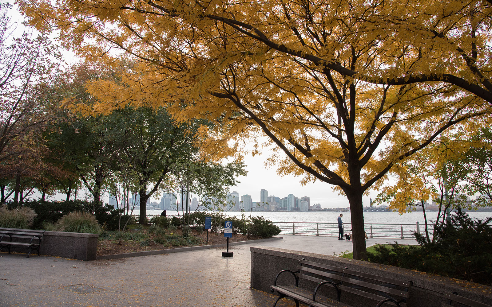 West Village dog walking