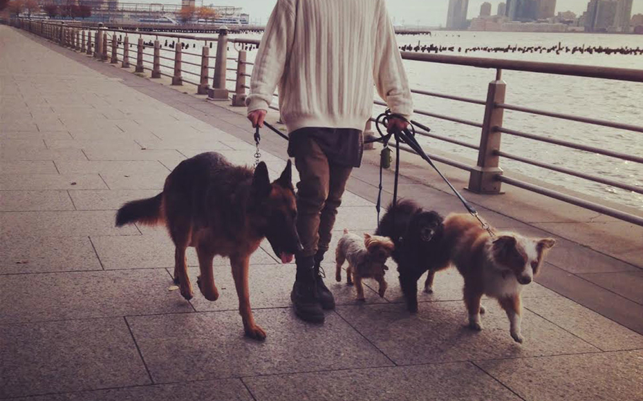 West Village dog walking