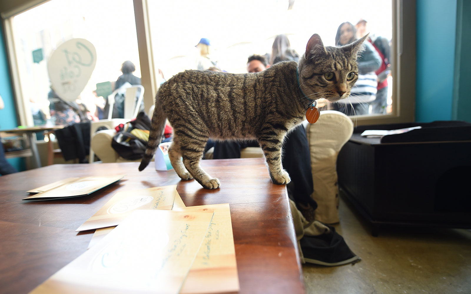 Another Cat Café Is Opening in New York City