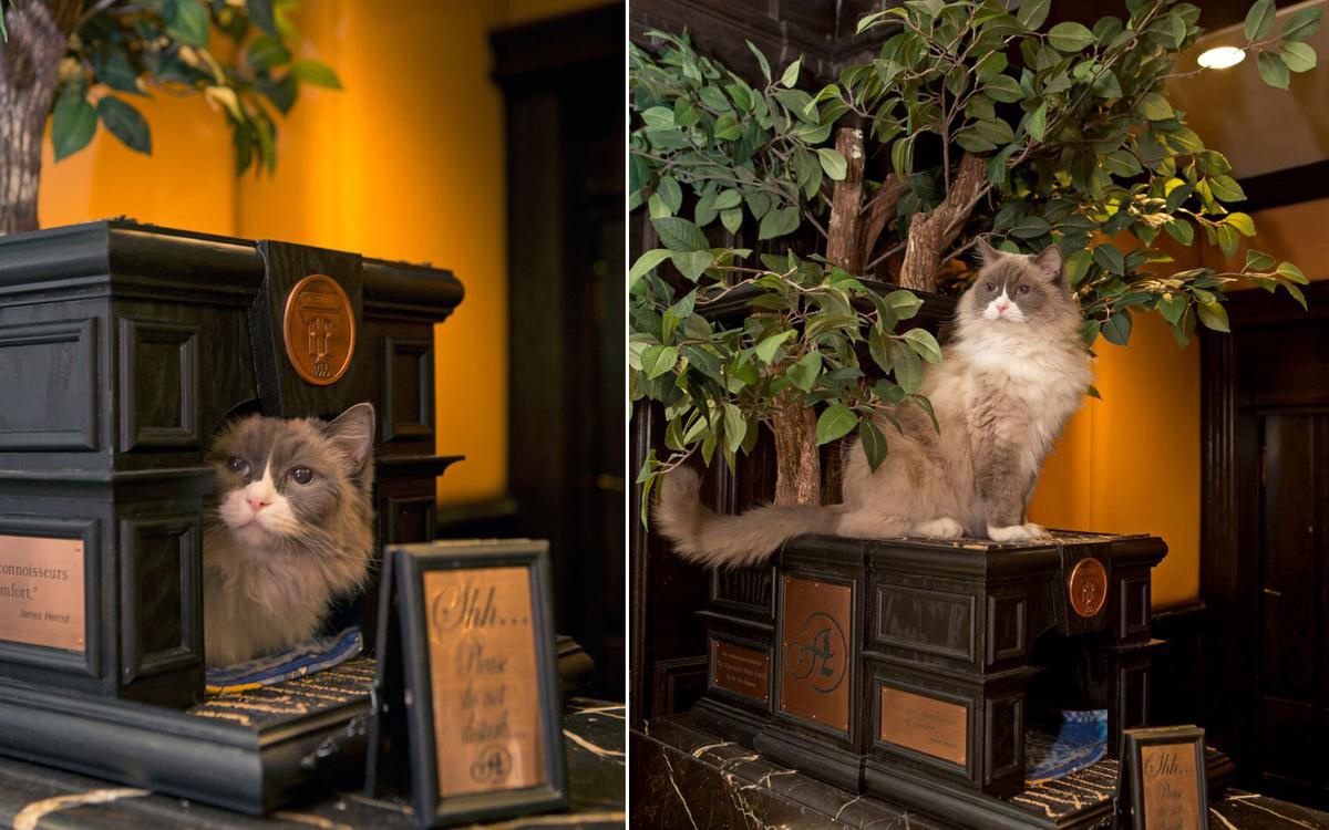 Matilda, the Algonquin Hotel’s Cat, is Celebrating Her Birthday And You’re Invited