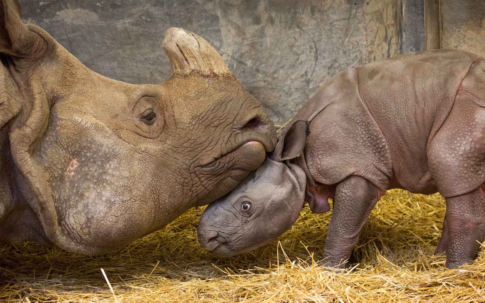 Toronto Zoo Baby Rhino Calf