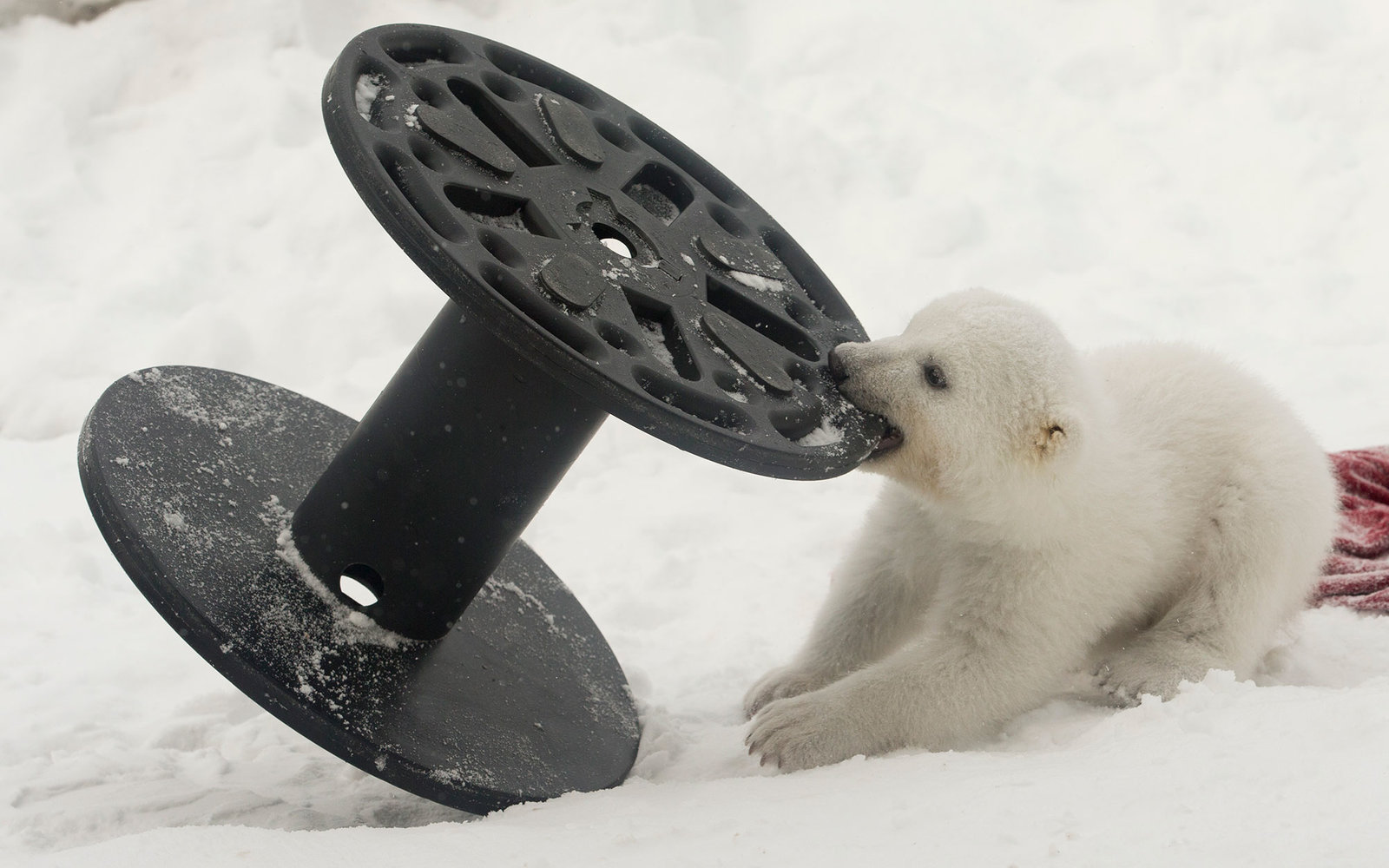 polar bear cub