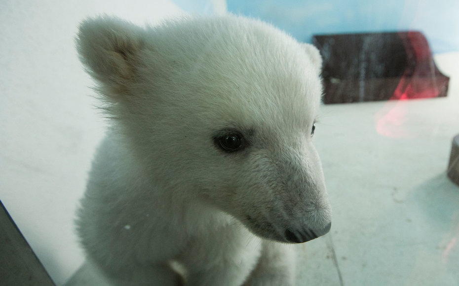 polar bear cub