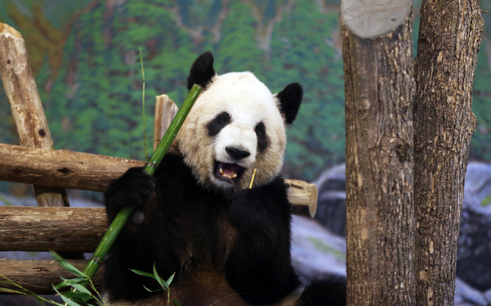 Toronto Zoo panda