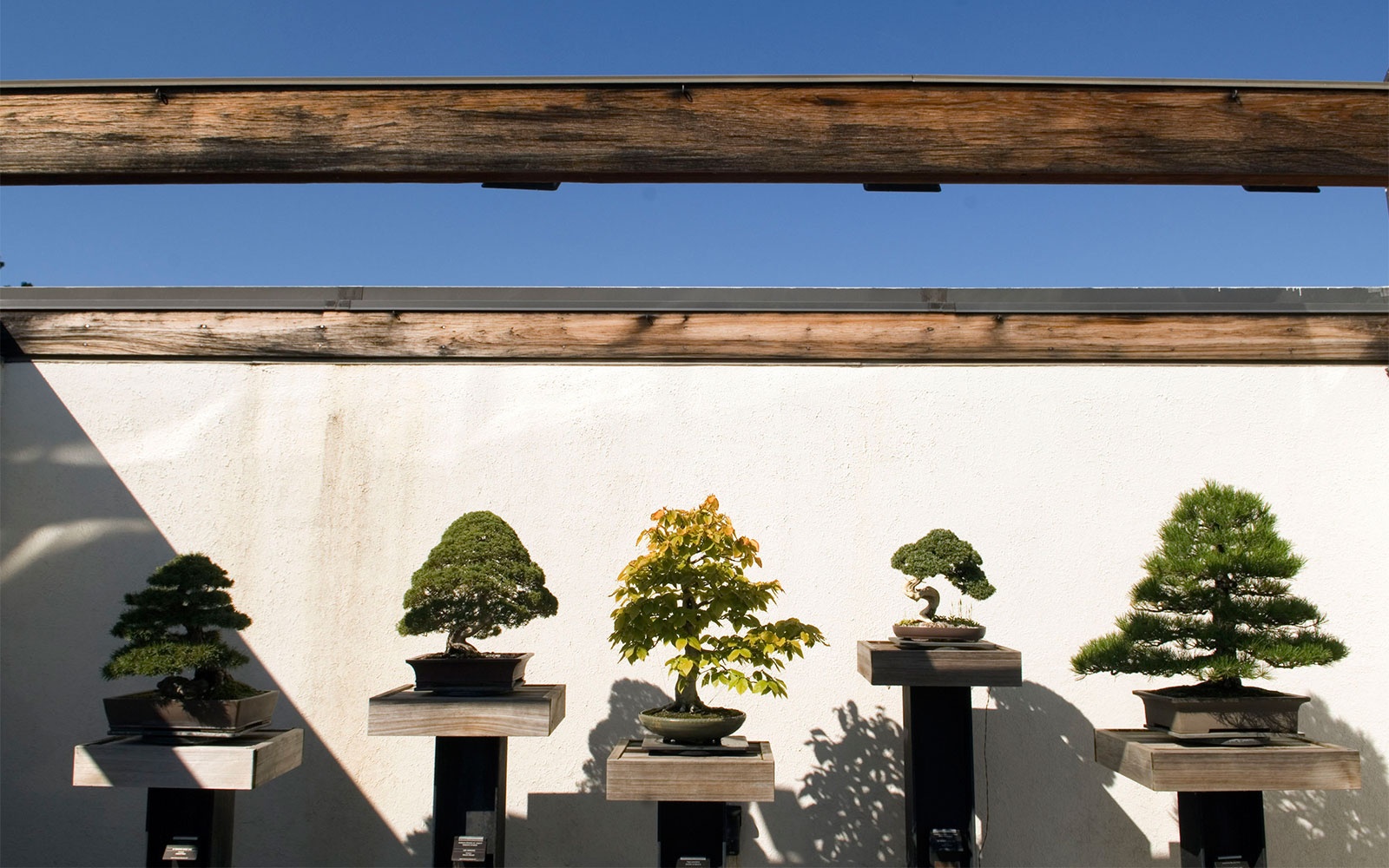 Visit the 390-Year-Old Bonsai That Survived An Atomic Bomb