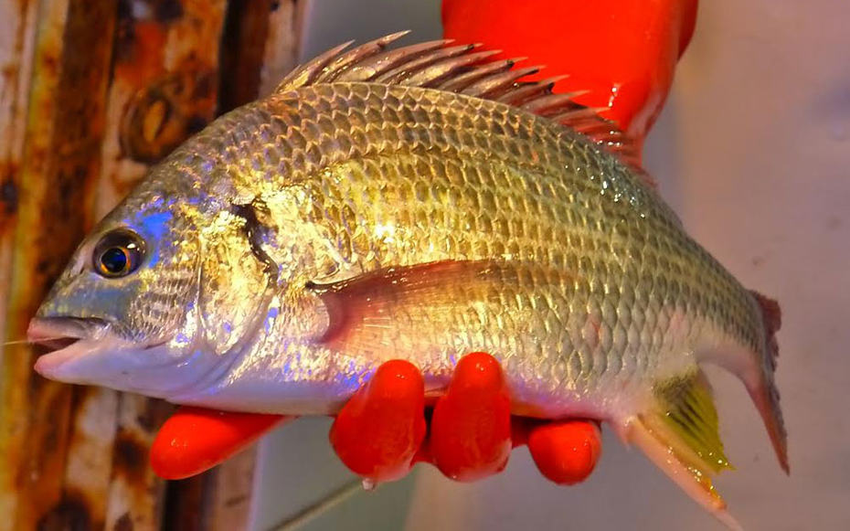 Hong Kong Fish Market