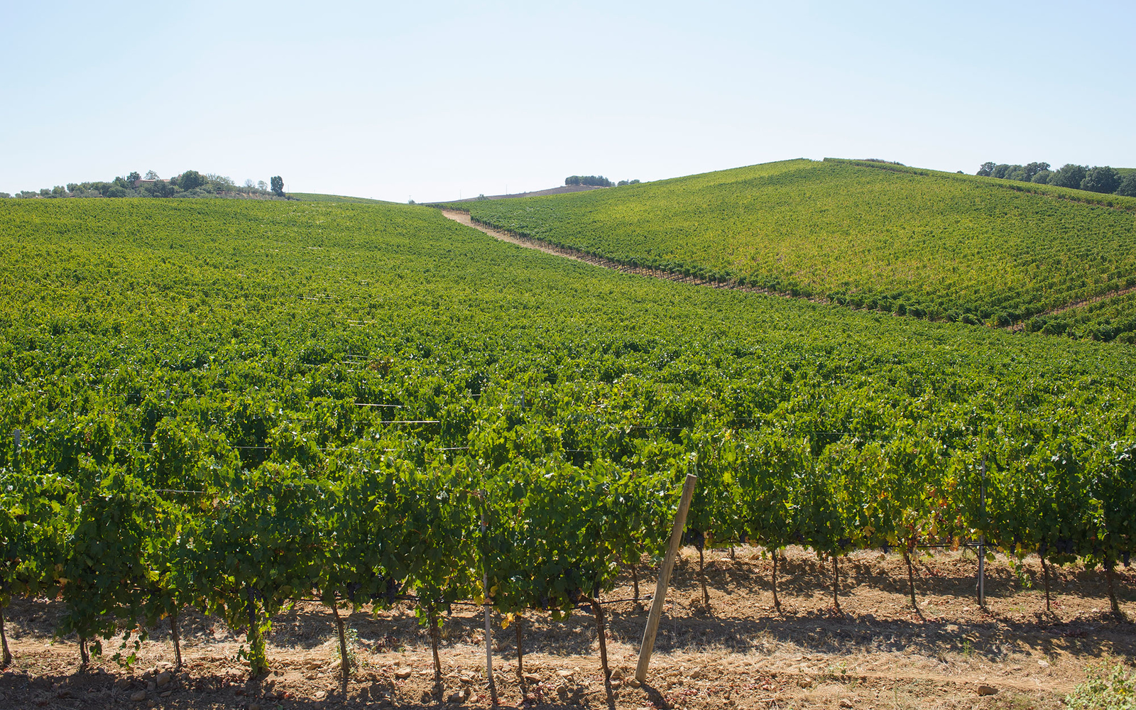 Cecchi, La Mora in Maremma