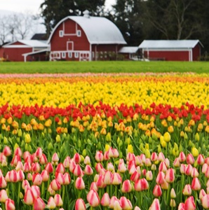 Great Summer Drives: Seattle to Skagit Valley, Washington