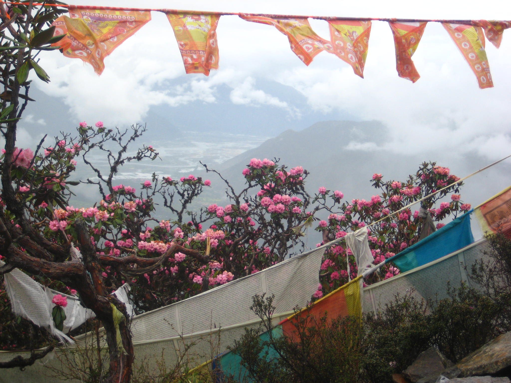 Prayer flags and rhododendrons on top of Bonri